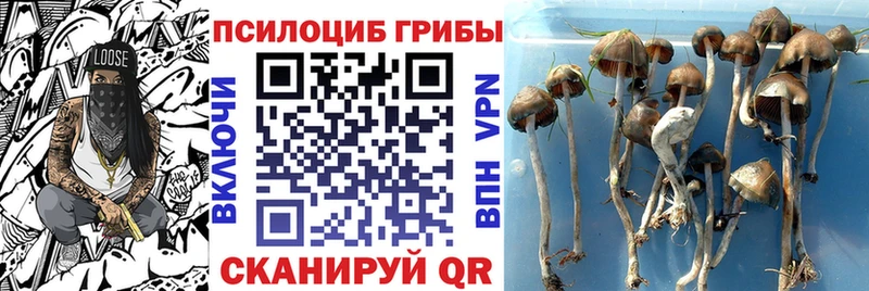Псилоцибиновые грибы GOLDEN TEACHER Сегежа